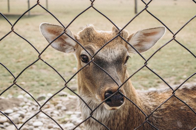 Wildlife Fence Repair detail